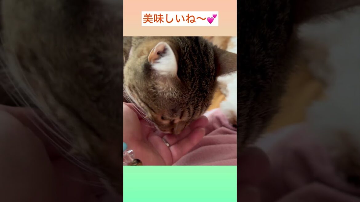 ♦︎手作りササミおやつに夢中🥰💜シーズーてんちゃん日記　４歳】#shorts#シーズー#Shih Ztu#シーズーてんちゃん日記#てん#らん#dog #おやつ#ベンガル#Bengal
