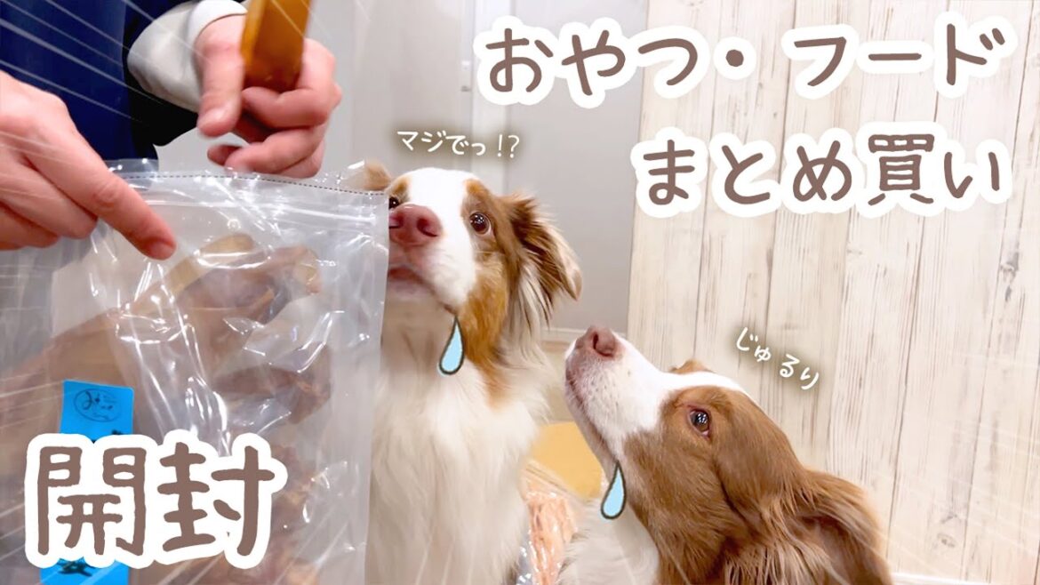 おやつとフードのまとめ買いをしたので開封します🎶✨【ボーダーコリー・オーストラリアンシェパード】