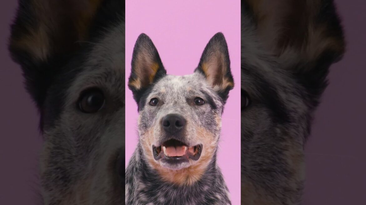 Australian Cattle Dog Breed Info #dogbreeds #blueheeler #redheeler #puppies