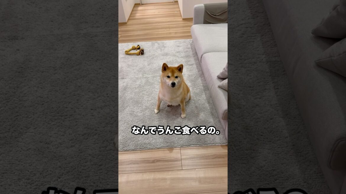 しみ犬がまた食べた！！　　　　　　　　　　#しみ犬 #柴犬 #豆柴 #犬のいる生活 #うんち