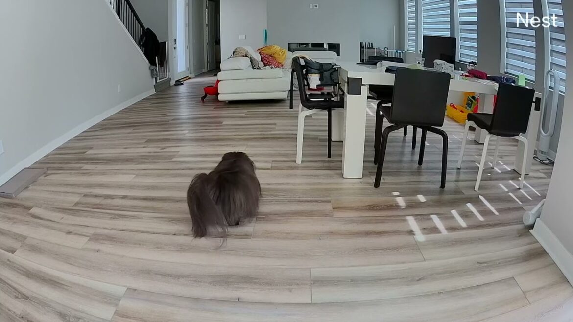 【#NestCam】防犯カメラの映像から後日犯人として逮捕された黒ペキ