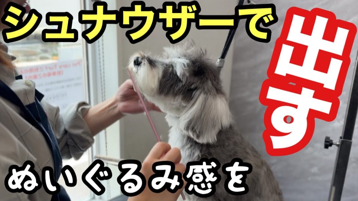 かわいいミニチュアシュナウザーを更にかわいくカット✂︎（ハンナちゃん）