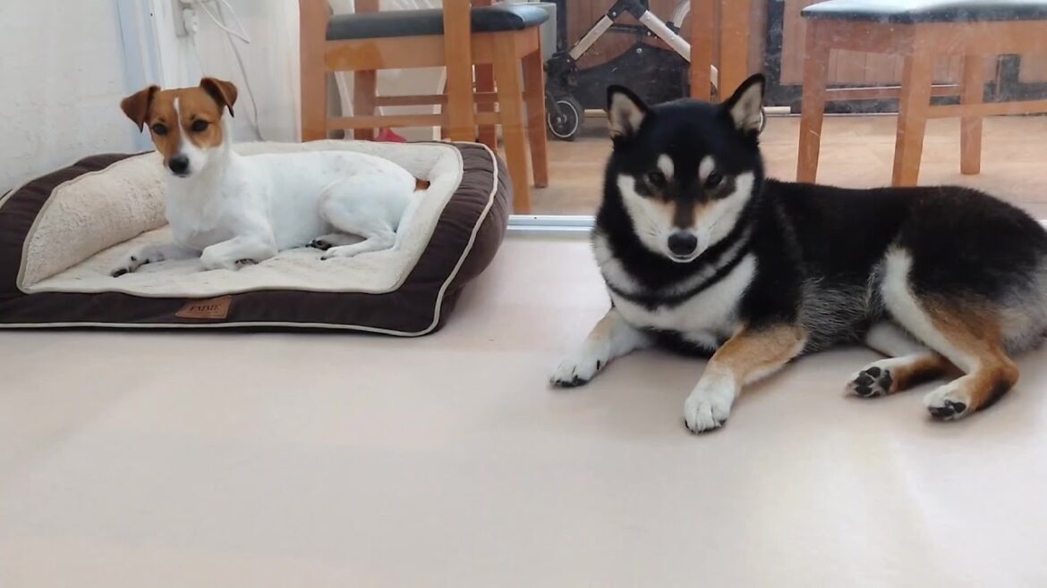 柴犬さんベッドを奪うジャックラッセルテリア　🐶ひみつきちなう！②🐶  2025年3月28日