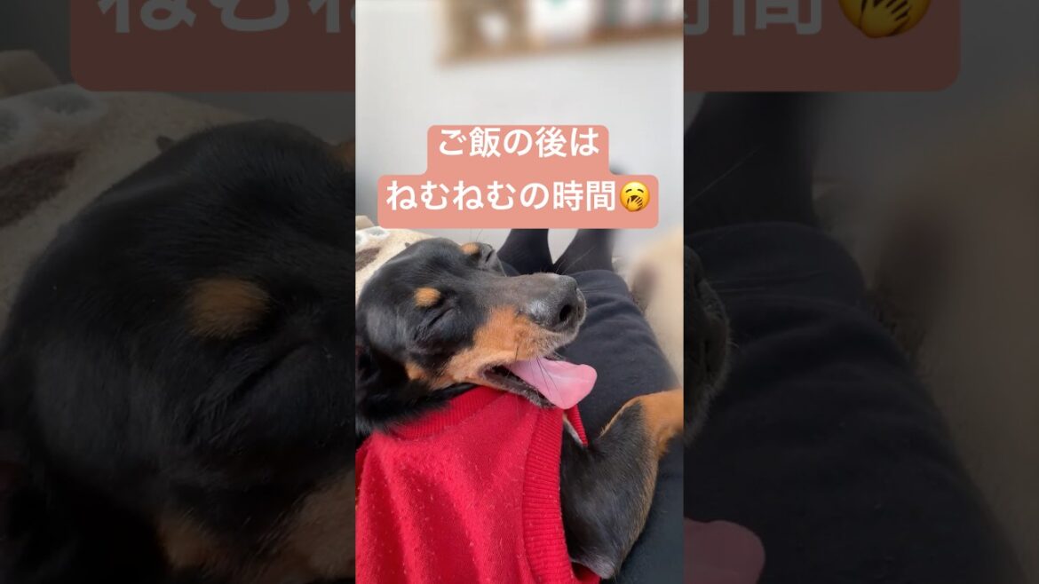 至福のお昼寝　#shorts #チワックス #ダックス #チワワ