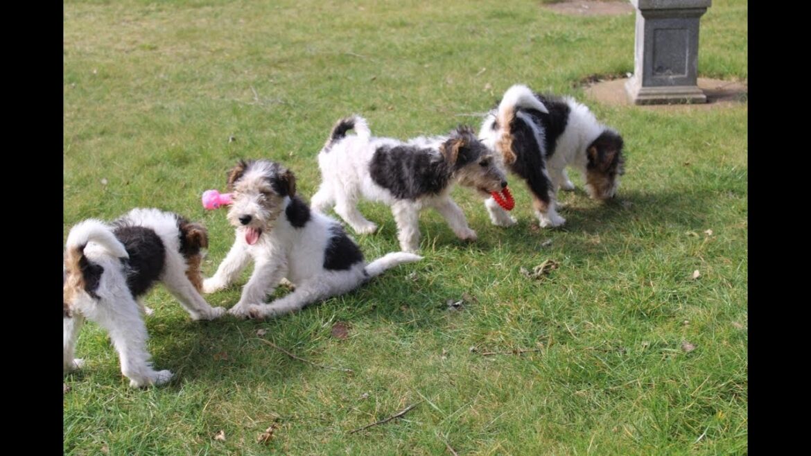 Drahthaar Foxterrier Welpen.
