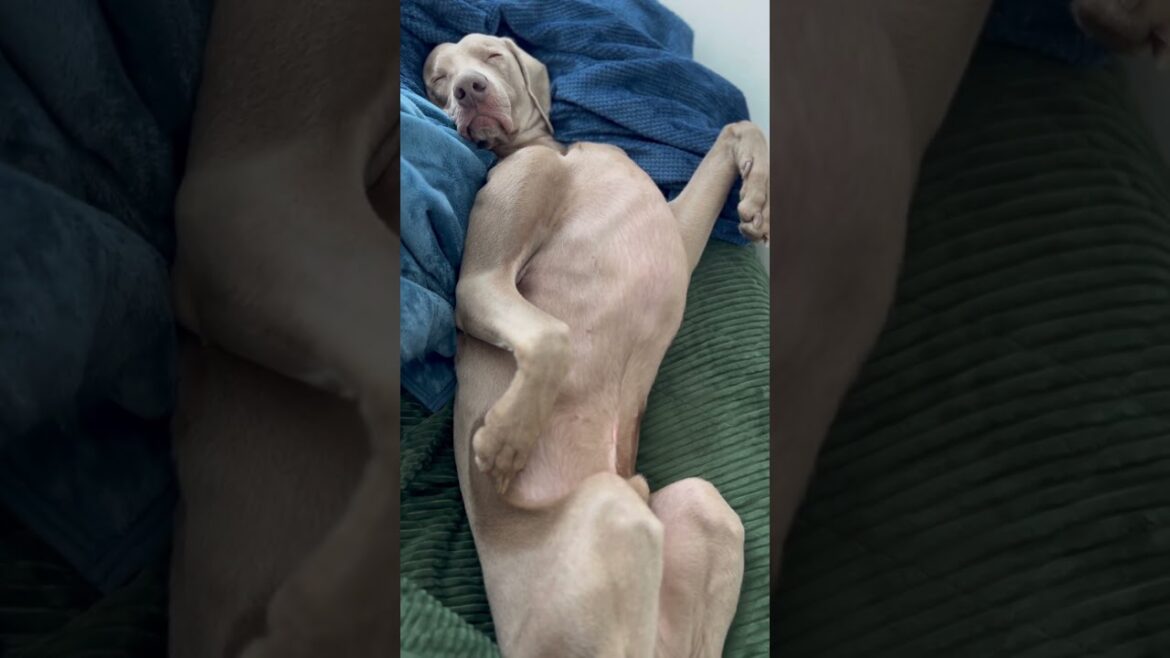 オヤジ犬 #大型犬 #ワイマラナー