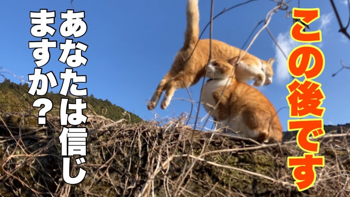 信じられない！まるで人間みたいな行動で妹と老人を守った猫がいます！