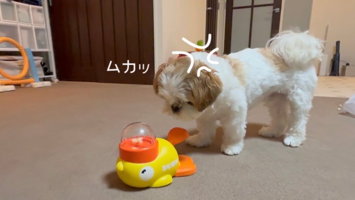 【シーズー】見た目は知的(？)なのに意外と中身は体育会系なことが判明しましたw w w【犬Vlog】