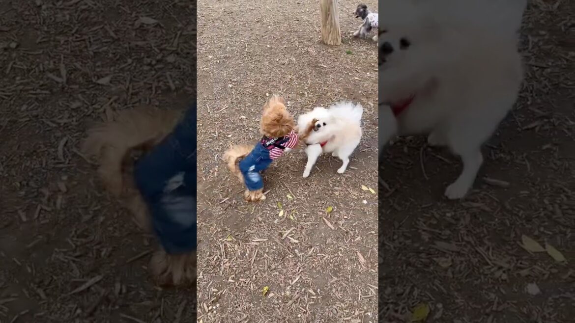 決闘なんだ！#ポメラニアン #ポメラニアンのグランツくん #クリームポメラニアン