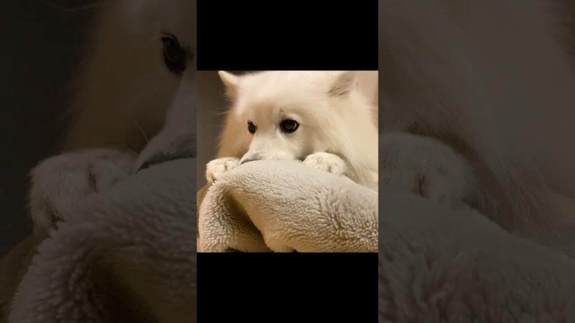 【いじけた犬】毛布を崩しただけなのに　　 #日本スピッツ　#shorts