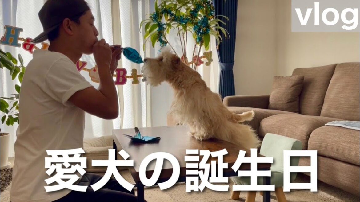 愛犬の誕生日を祝った日。レイクランドテリア 愛犬の誕生日を祝った日。レイクランドテリア