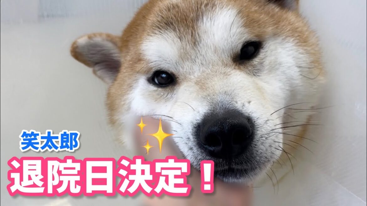 柴犬笑太郎、退院日決定!問題山積みですが明日3/31に退院します! 柴犬笑太郎、退院日決定!問題山積みですが明日3/31に退院します!
