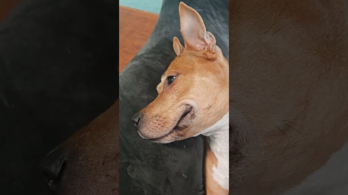 Амстаф - собака улыбака  - Amstaff - a smiling dog #shortsvideo #subscribe