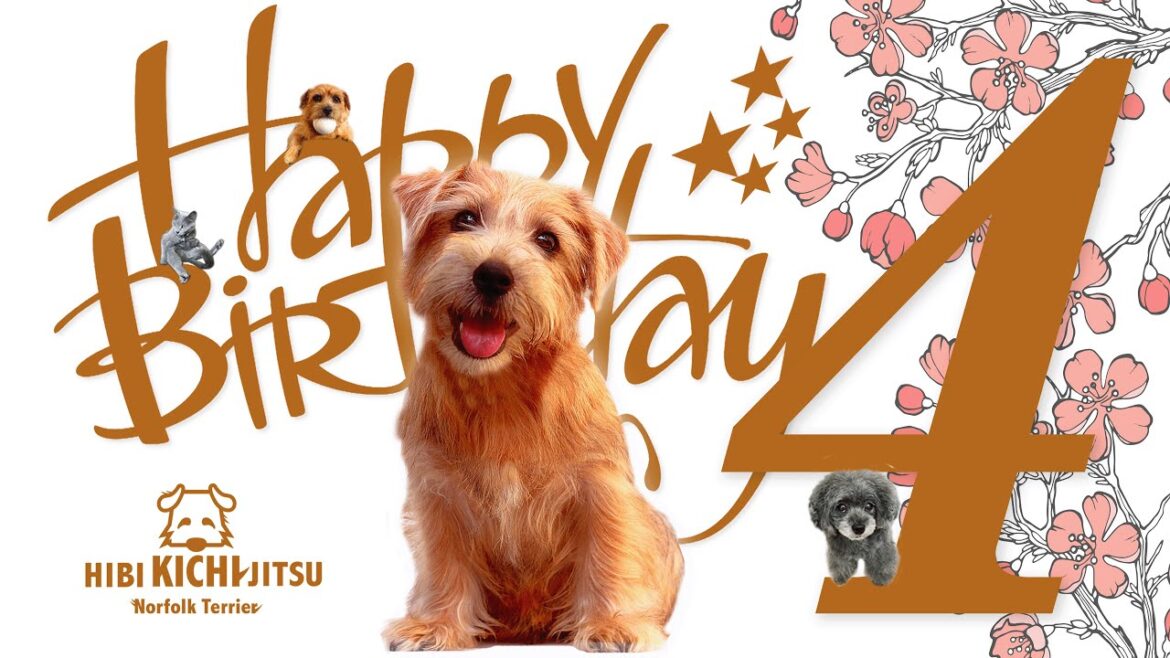 【特別編】愛犬キチ Happy 4th Birthday【 dog ノーフォークテリア norfolkterrier 桜】 【特別編】愛犬キチ Happy 4th Birthday【 dog ノーフォークテリア norfolkterrier 桜】