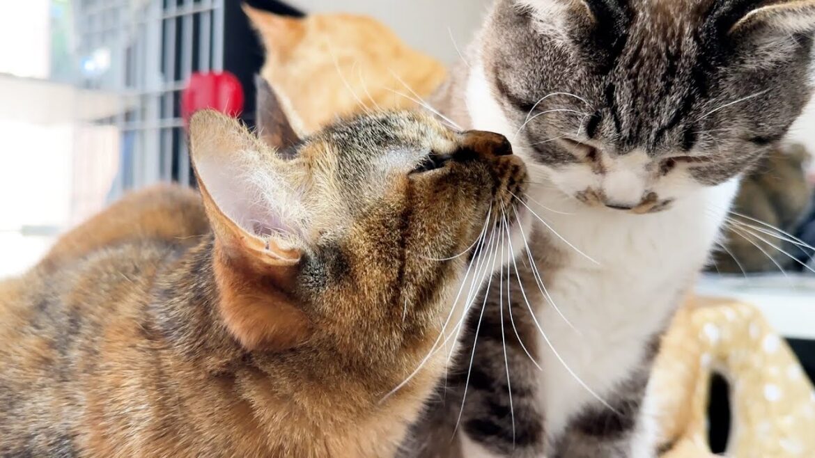 急に寒くなった日の柴犬と猫たちの一日(顔面アップ過ぎてごめんなさい笑) 急に寒くなった日の柴犬と猫たちの一日(顔面アップ過ぎてごめんなさい笑)