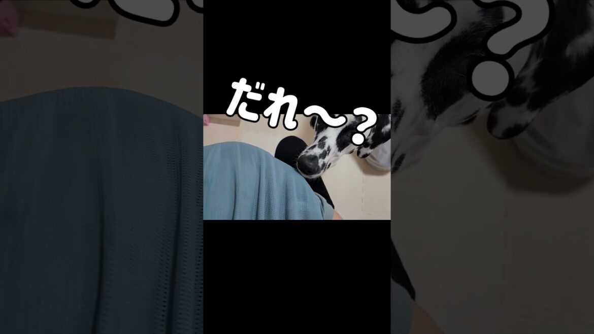 不思議でしょうがない#ダルメシアン #犬 #shorts