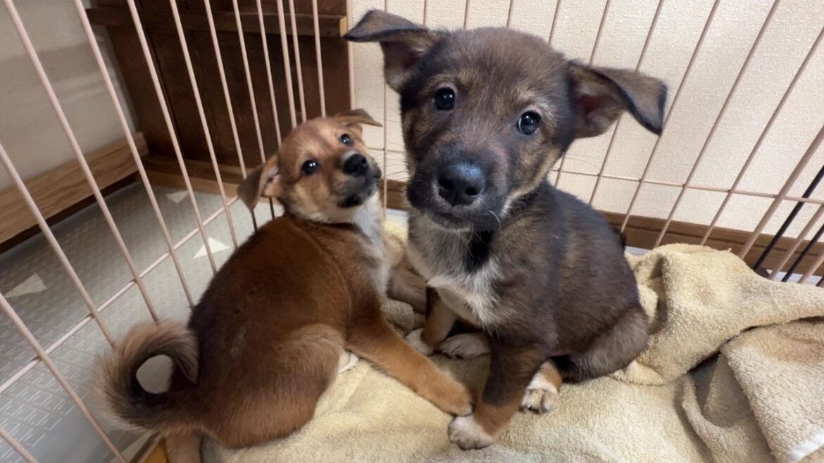 生後約2か月の保護子犬をお迎えした翌日…ぶるまるこ&ケンタの様子がこちら… 生後約2か月の保護子犬をお迎えした翌日…ぶるまるこ&ケンタの様子がこちら…