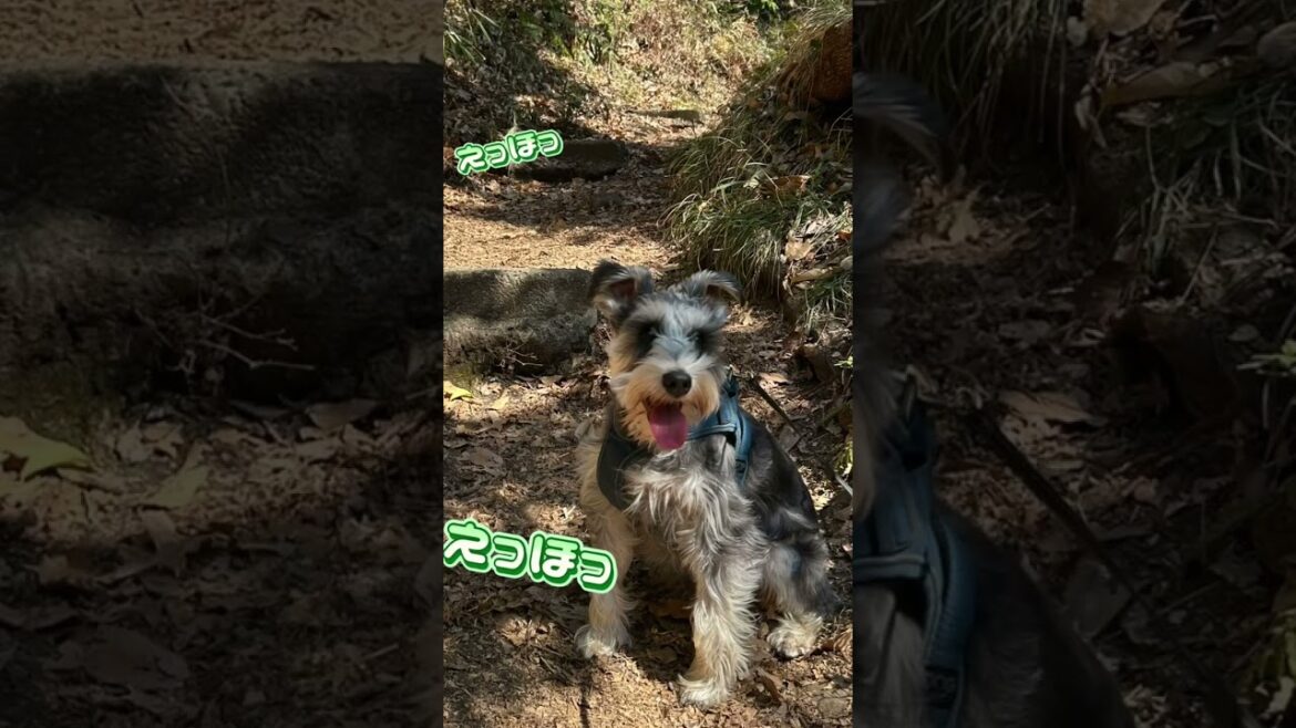 えっほえっほ！伝えなきゃ！　#山登り #ミニチュアシュナウザー #癒し #dog #犬のいる生活