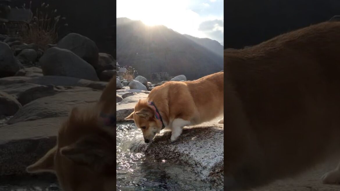 水辺で嬉しそうに過ごすコーギー / A Corgi happily spending time by the water #コーギー #corgi #サクラ