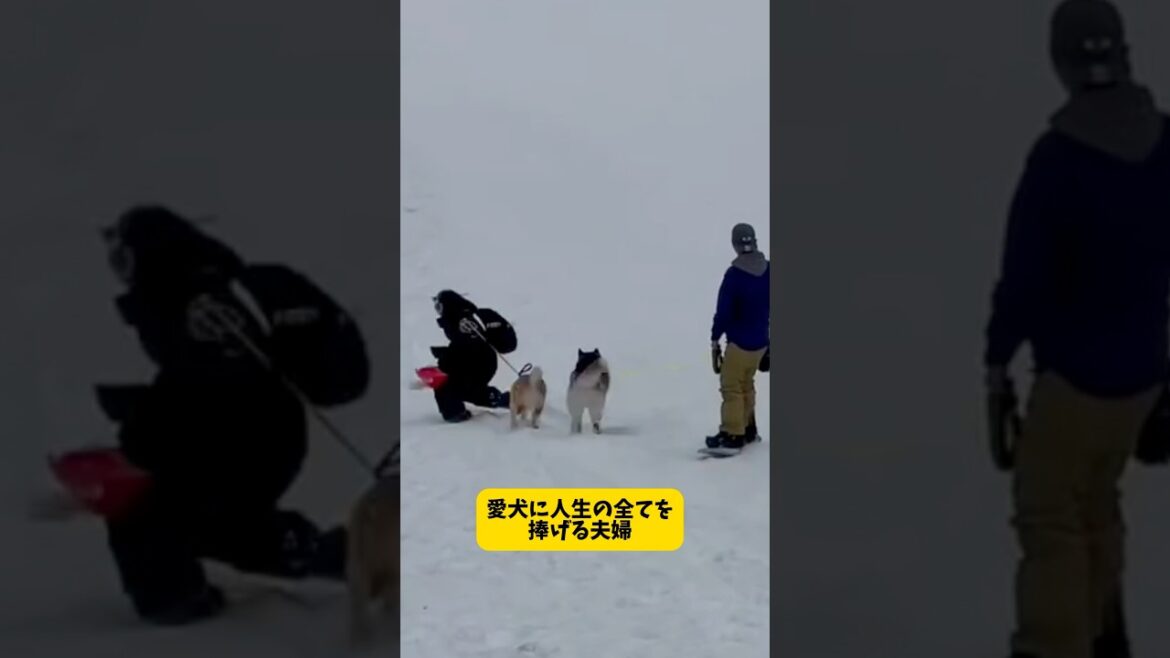 愛犬に人生の全てを捧げる夫婦 #柴犬 #シベリアンハスキー#shortvideo #shorts #夫婦