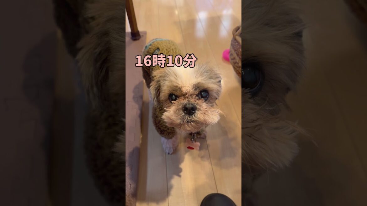 わかるわよねぇ❓🐶#シーズー #いぬ #犬 #わんこ #イヌ わかるわよねぇ❓🐶#シーズー #いぬ #犬 #わんこ #イヌ