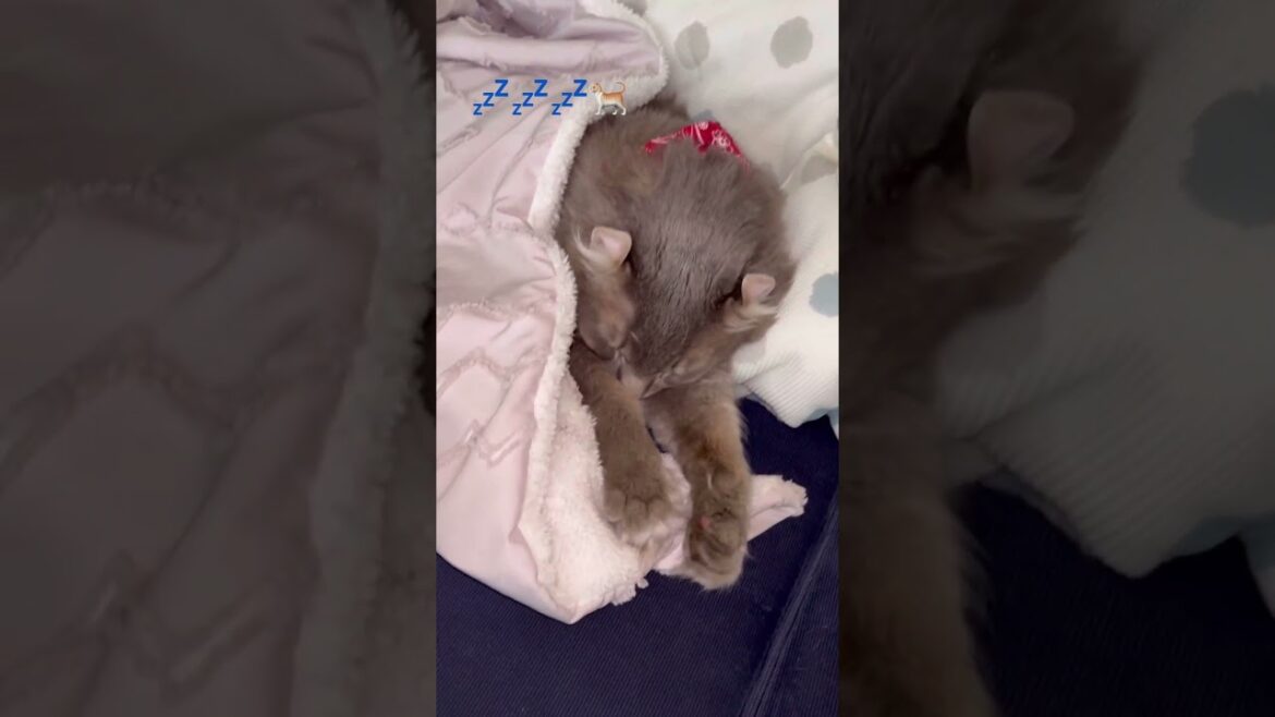 猫動画 #shorts おはようございます #アメリカンカール 里親募集で迎え入れた猫の日常