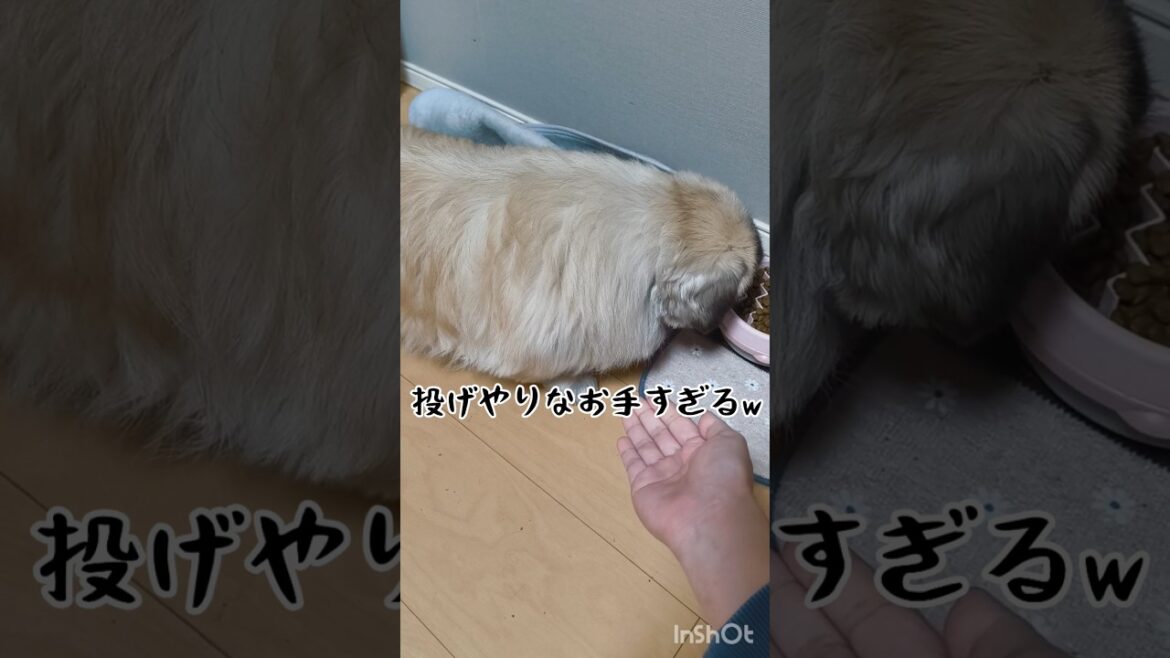 投げやりなお手すぎて笑った　 #ペキニーズ #犬のいる生活
