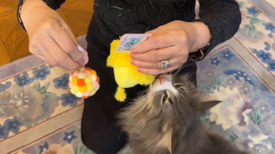 【元気♪】ばあばにたくさん遊んでもらったもふ猫たち♡ノルウェージャンフォレストキャットとターキッシュアンゴラ