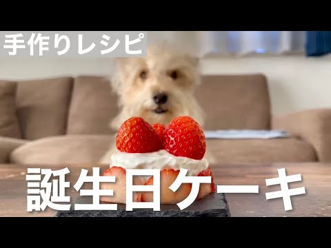 【犬用手作りケーキレシピ】こんなに簡単に出来るの? 【犬用手作りケーキレシピ】こんなに簡単に出来るの?