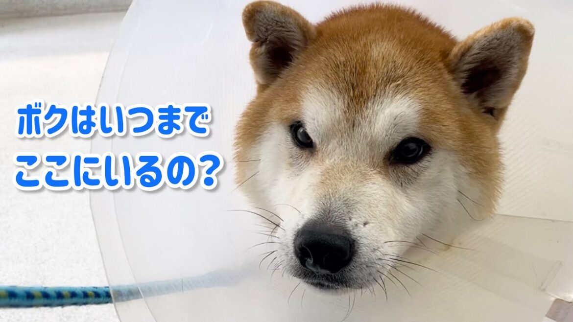 そろそろ限界太郎...お家に帰りたいと泣き出した柴犬笑太郎からスマイル消えた。。。
