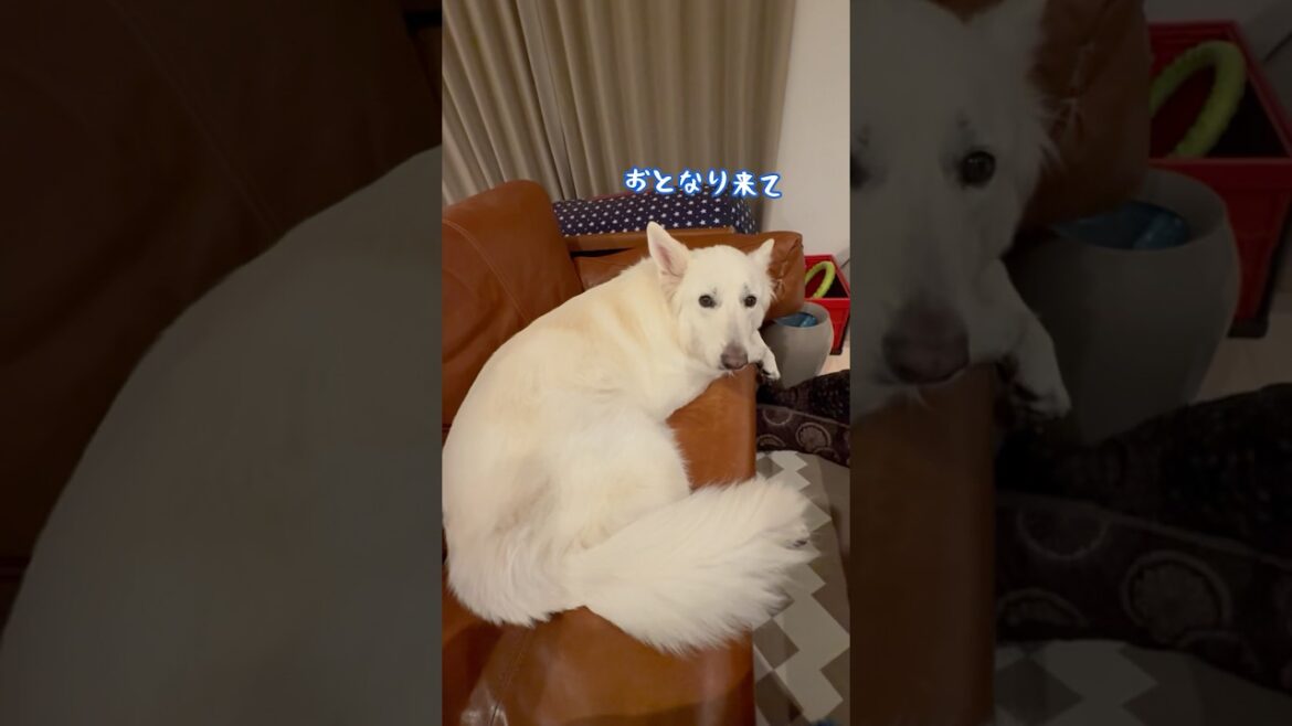 眠くなるとママを呼ぶ大型犬【ホワイトシェパード】　#shorts