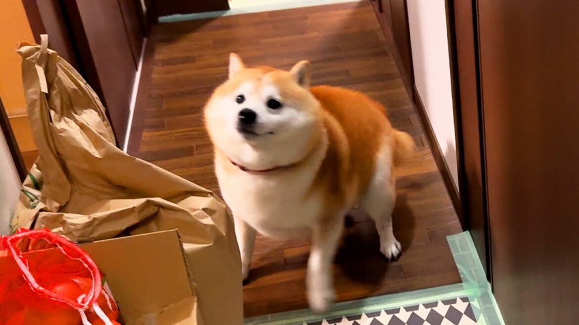 たった30分待っただけなのに家族が帰って来ただけで大いそがしになる柴犬