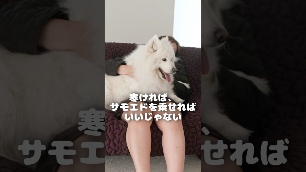 寒ければサモエドを膝に乗せれば暖かいじゃない　#samoyed #サモエド