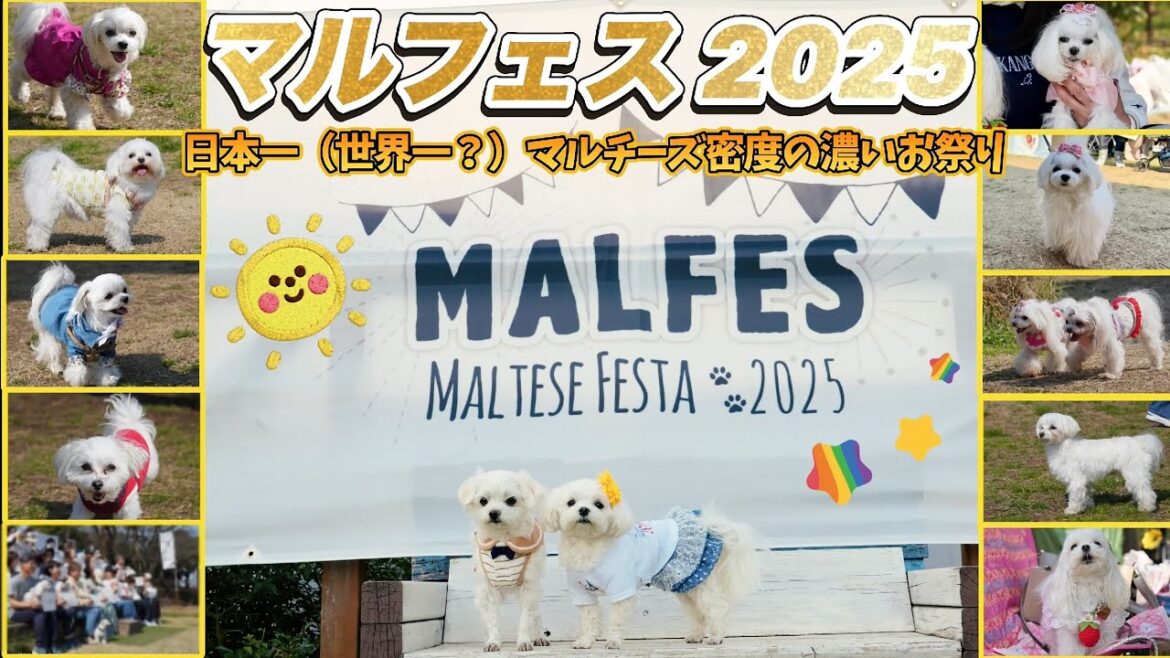 【マルフェス２０２５】日本で1番マルチーズ密度の濃い一日