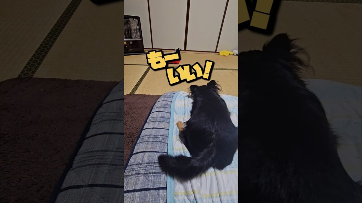 【拗ねるチワワ】#チワワのチロルくん #犬 #ロングコートチワワ