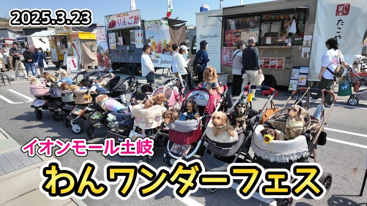 わんワンダーフェスinイオンモール土岐2025で、落ち着きのなさを見せつけた【ミニチュアダックスフンド】カメラマンさんも苦笑い・・・