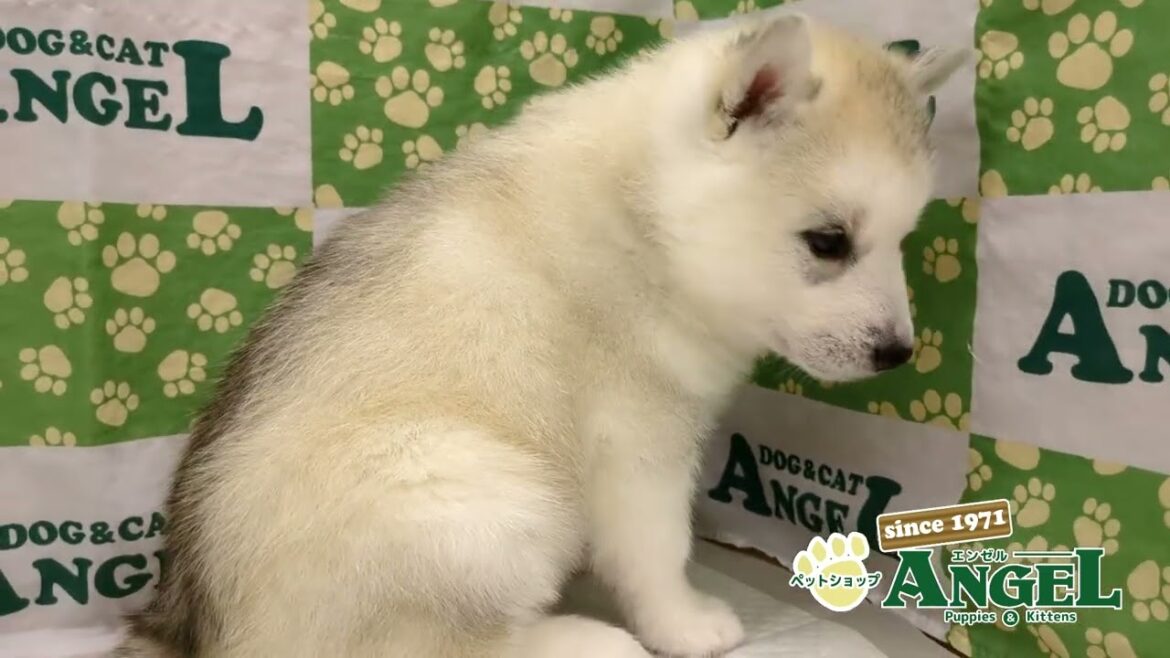 シベリアンハスキー 2503150 【ペットショップエンゼル　子犬・子猫販売】