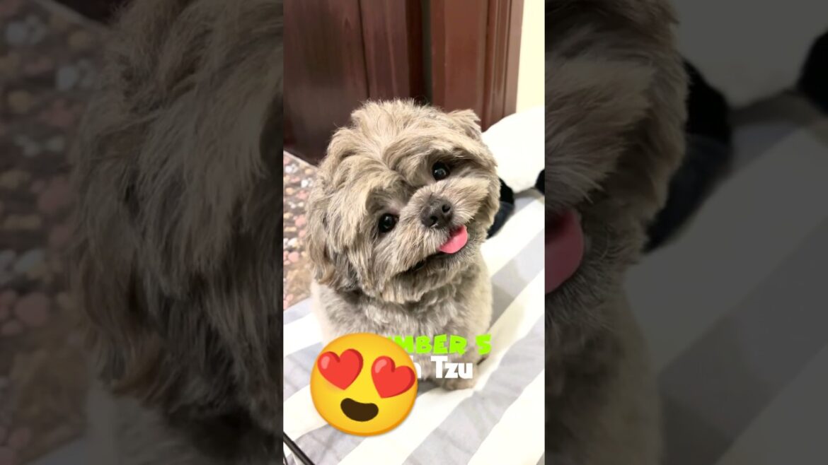 TOP 5 Small Dog Breeds? Which one is your favorite?  #cutedog  #cutepets  #funnydogs TOP 5 Small Dog Breeds? Which one is your favorite?  #cutedog  #cutepets  #funnydogs