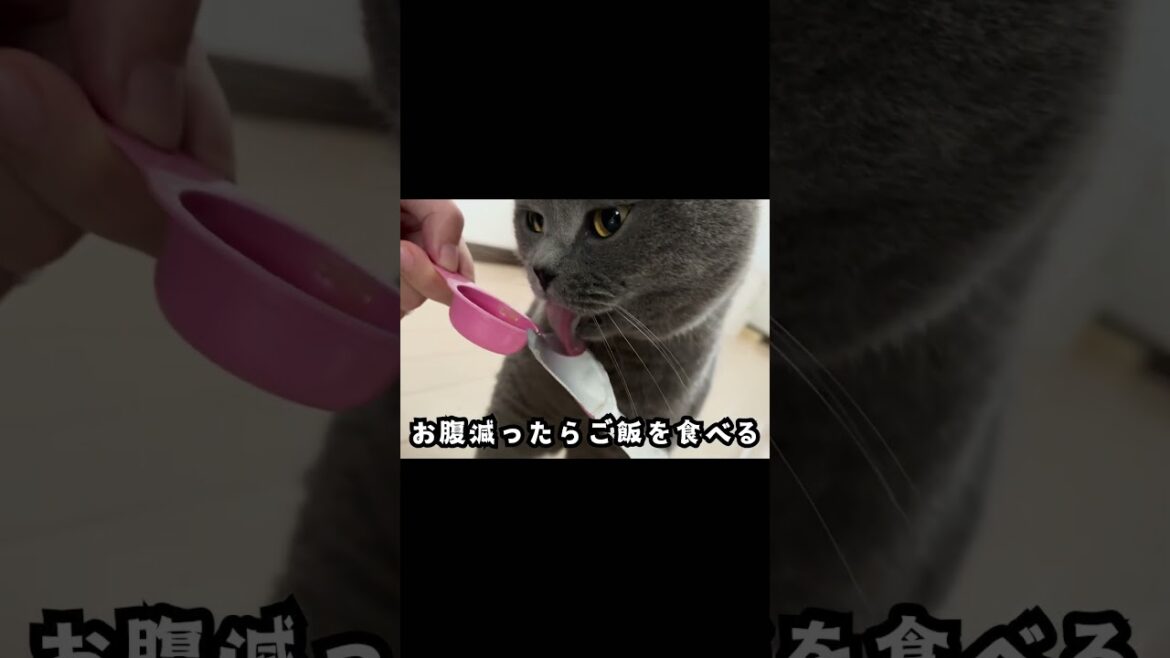 シャルトリューと茶トラ×明日の私に幸あれ ♯シャルトリュー ♯猫 ♯ねこ ♯明日の私に幸あれ #ネコ