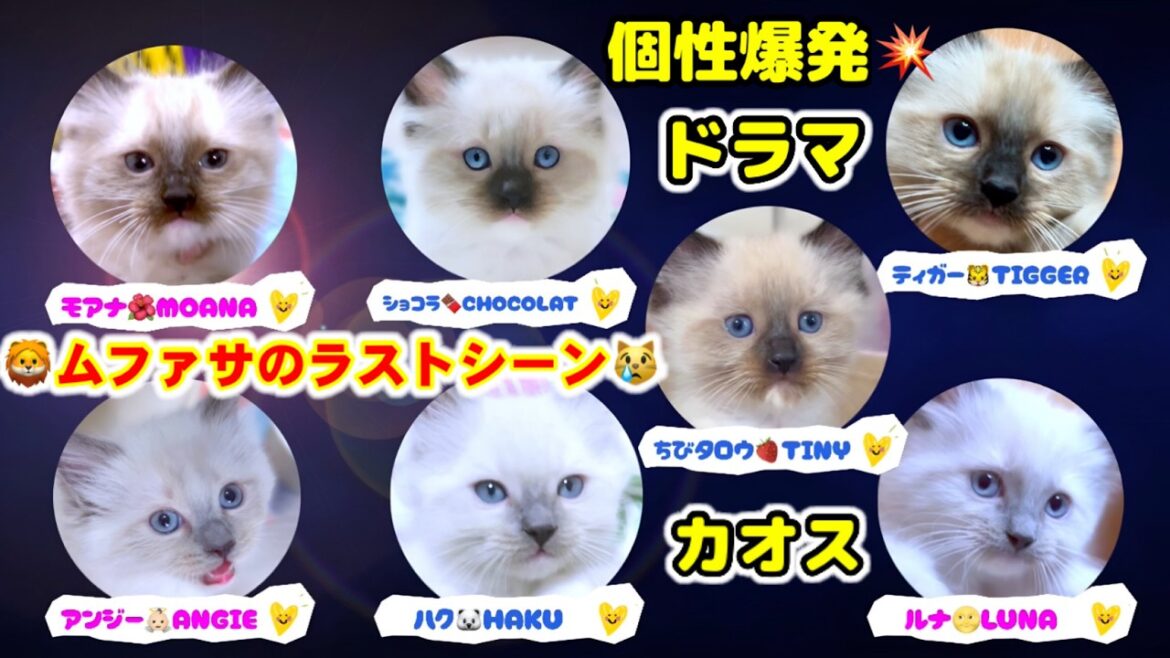 大爆笑🤣やんちゃな7つ子子猫の写真撮影がドラマとカオスになりましたww  #shorts #ラグドール #猫