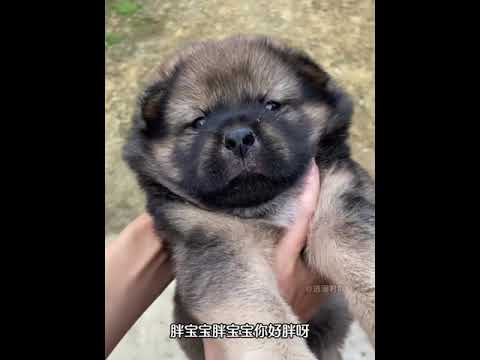 Betapa Lucunya Anak Anjing Itu Betapa Lucunya Anak Anjing Itu