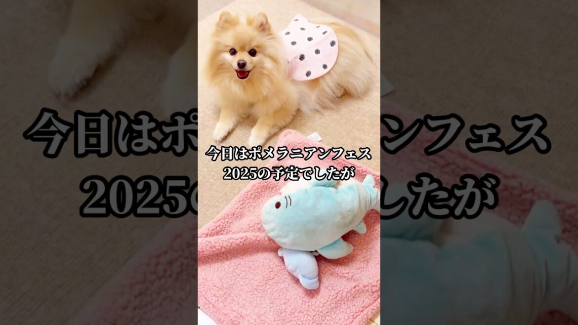 【ポメフェス2025】の予定でしたが...#shots