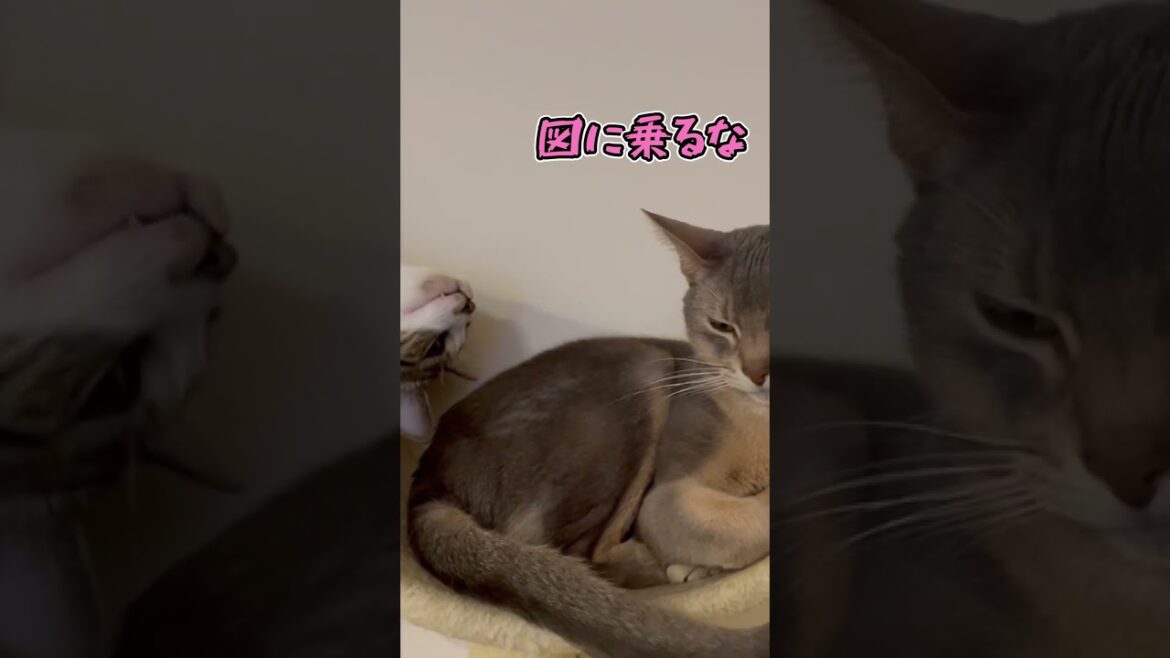 ニャン斗の拳16 ~場所獲り合戦~ shorts #猫 #アビシニアン ニャン斗の拳16 ~場所獲り合戦~ shorts #猫 #アビシニアン