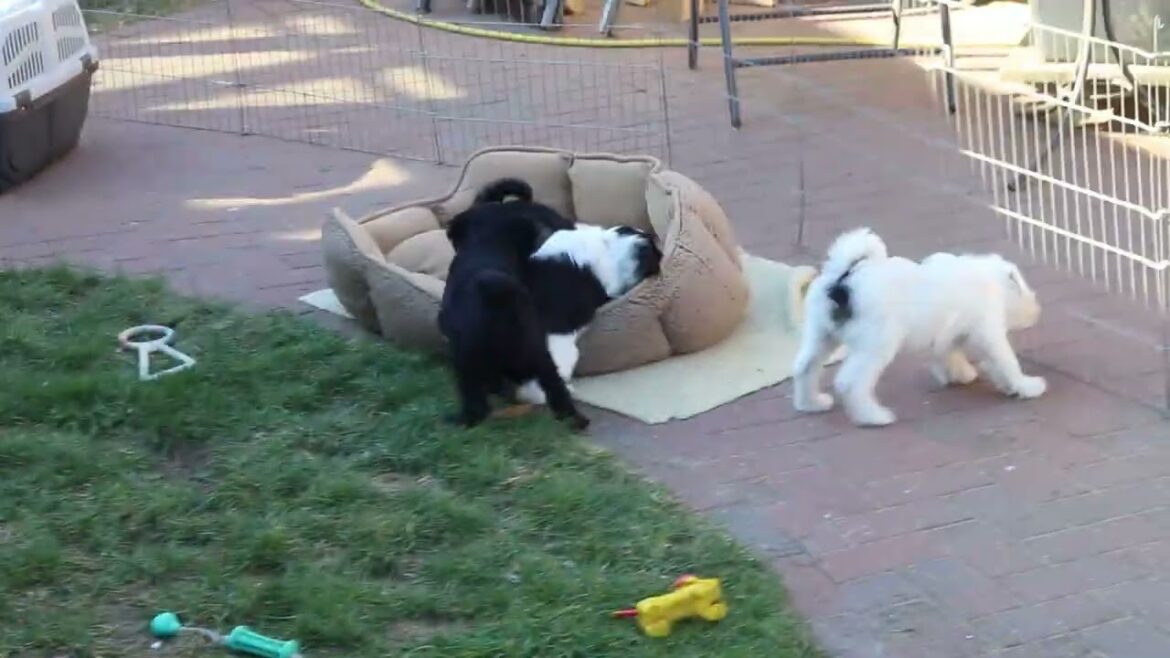 Tibet Terrier Welpen aus Berlin / Brandenburg