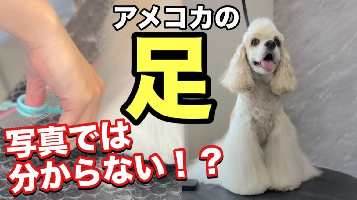 アメリカンコッカースパニエルの魅力的な足の作り方！（ロビンくん）