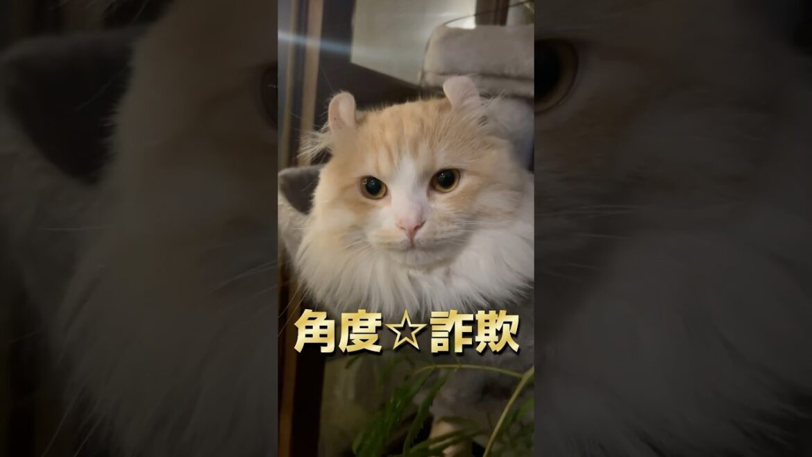 上から撮ればイケメン？ #猫 #キンカロー #マンチカン  #短足部 #cat