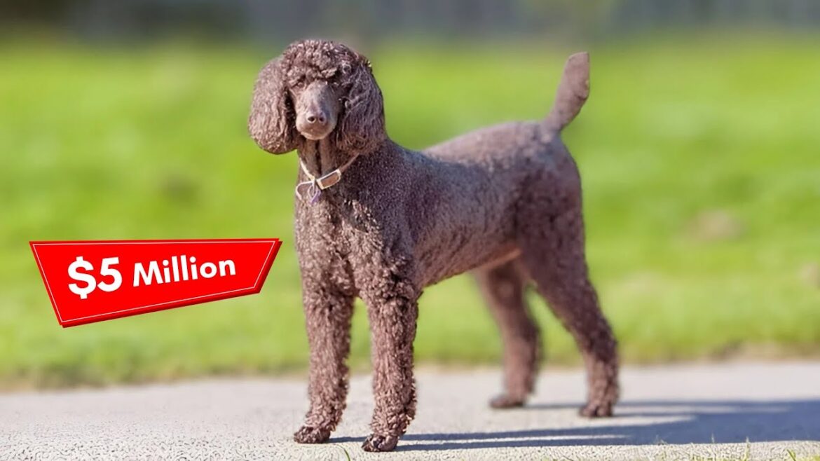 5 Most Expensive Dogs Ever Sold