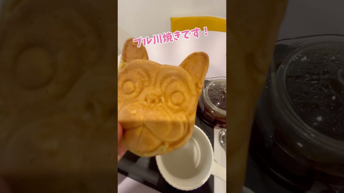 食事もできる室内ドッグラン！THE RUN！ #シュナウザー #ミニチュアシュナウザー #可愛い #ドラッグラン #ノーリード #dog #室内ドッグラン #シュナ #いぬのいる暮らし #わんこ