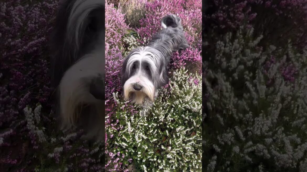 Just look at that face!🥰 #dog #cutedog #beardedcollie #ilovemydog #shorts