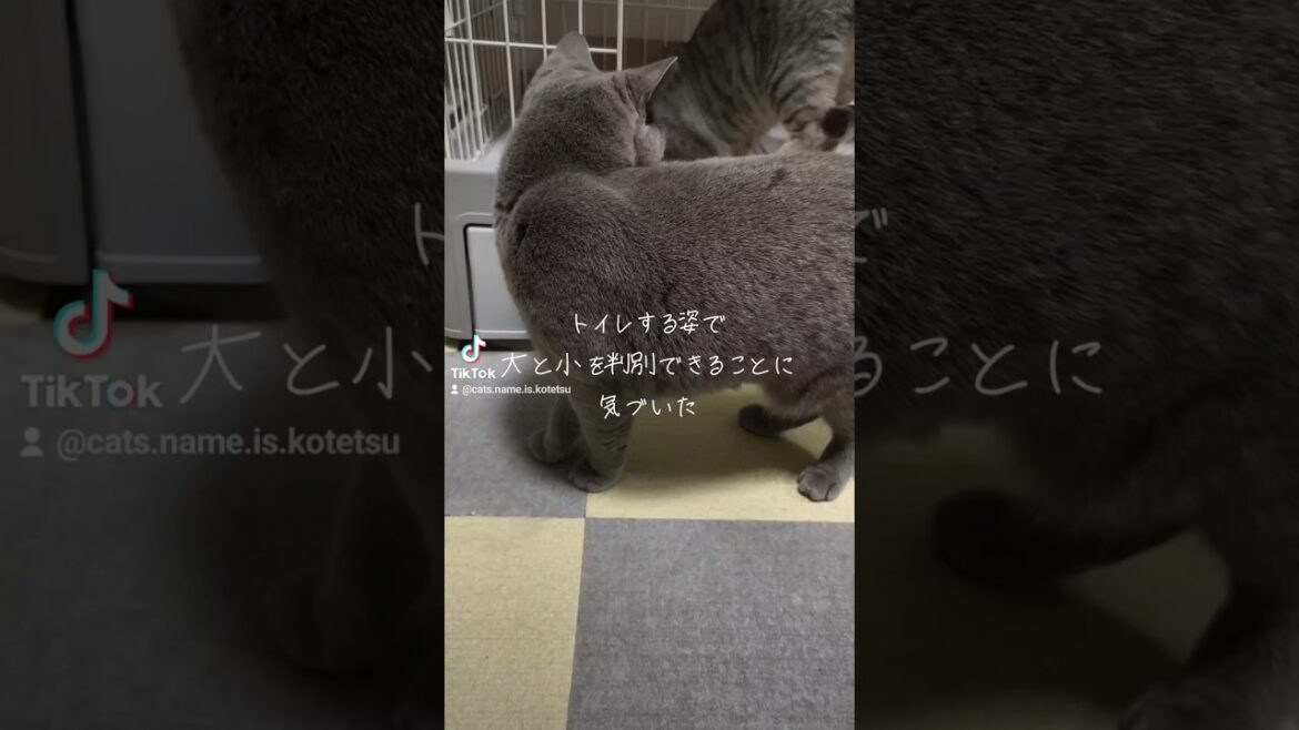 焼きサバのトイレ